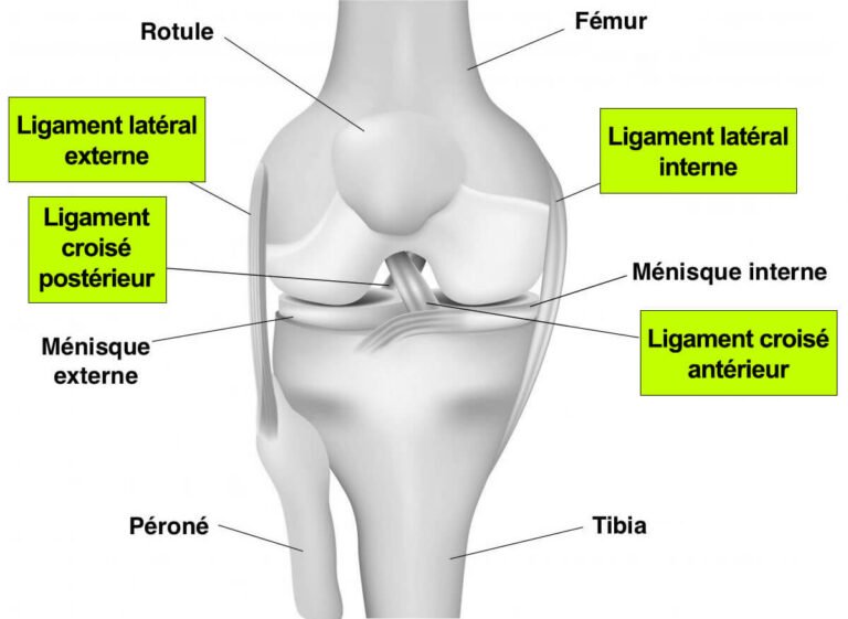 Entorse du genou symptômes, stades de gravité et traitement — free download
